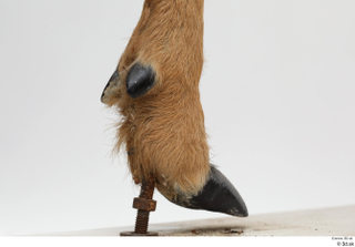 European roe deer foot hoof 0023.jpg